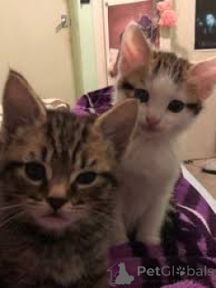 Photo №3. Chatons Européens à poil court à vendre. Belgique