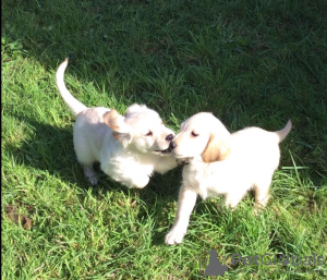 Photo №1. golden retriever - à vendre en ville de Birkirkara | 568€ | Annonce №85904