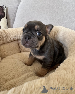 Photo №1. bouledogue - à vendre en ville de Anderlecht | 400€ | Annonce №172437