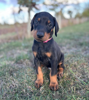 Photo №1. dobermann - à vendre en ville de Lissendorf | 350€ | Annonce №178863