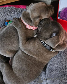 Photo №1. american staffordshire terrier - à vendre en ville de Paris | 700€ | Annonce №163314