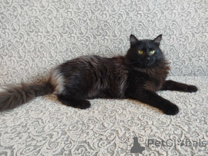 Photo №1.  - à vendre en ville de Minsk | Gratuit | Annonce № 164928