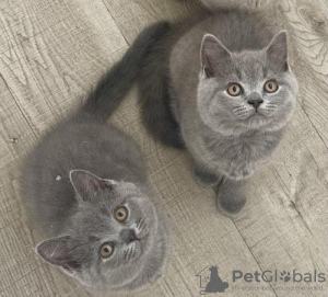 Photo №2 de l'annonce № 119436 de la vente british shorthair - acheter à Allemagne annonce privée, de la fourrière, de l'abri, éleveur