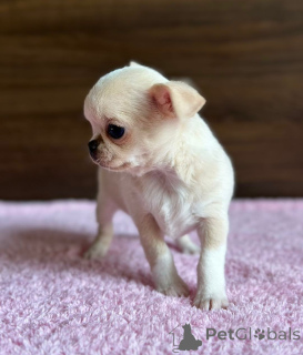 Photo №1. chihuahua - à vendre en ville de Riga | négocié | Annonce №135197