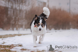 Photo №3. Dog Oliva est à la recherche d'une maison et d'un propriétaire, entre de bonnes. Fédération de Russie