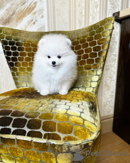 Photo №3. Bobo de Poméranie Spzit. Allemagne