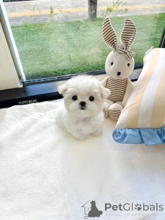 Photo №1. bichon maltais - à vendre en ville de Helsinki | 550€ | Annonce №163776