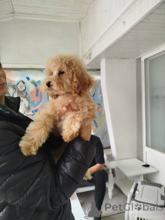 Photo №2 de l'annonce № 155965 de la vente caniche (nain) - acheter à Serbie 