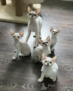 Photo №1. devon rex - à vendre en ville de Alpbach | négocié | Annonce № 164268