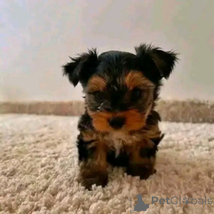 Photo №2 de l'annonce № 138642 de la vente yorkshire terrier - acheter à USA éleveur