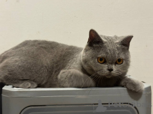 Photo №2 de l'annonce № 168166 de la vente british shorthair - acheter à Belgique annonce privée