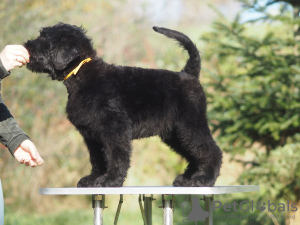 Photo №3. Vente de chiots Terrier noir russe.. Pologne