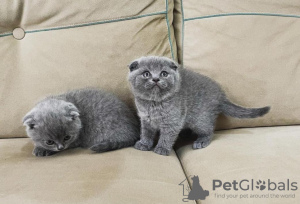 Photo №3. Chatons Scottish Fold Extra Ordinaires. Allemagne