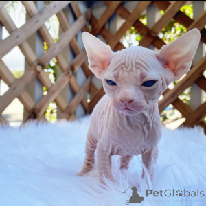 Photo №1. sphynx - à vendre en ville de Sédans | 1230€ | Annonce № 167528