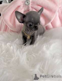 Photo №1. chihuahua - à vendre en ville de Helsinki | Gratuit | Annonce №160313