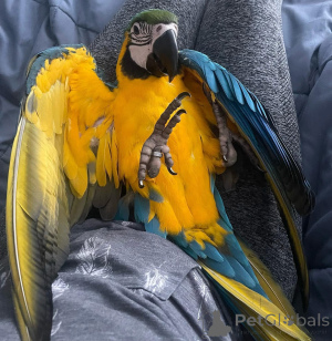 Photo №2 de l'annonce № 162676 de la vente  - acheter à Allemagne 