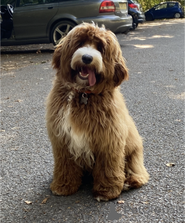 Photos supplémentaires: Chiots australiens de Labradoodle (2 garçons et 4 filles)