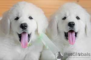 Photos supplémentaires: Chiots de race Chuvach slovaque