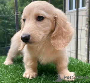 Photo №3. Teckels formés aux toilettes. Estonie