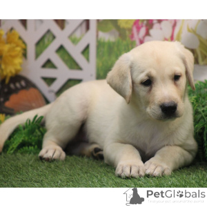 Photo №2 de l'annonce № 176364 de la vente labrador retriever - acheter à Allemagne annonce privée