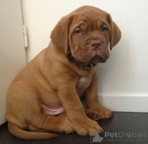 Photo №2 de l'annonce № 120642 de la vente dogue de bordeaux - acheter à France annonce privée