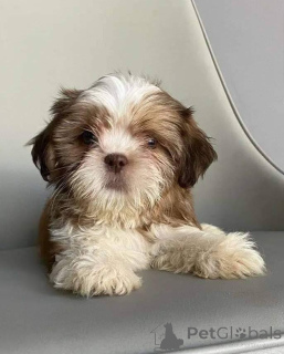 Photo №2 de l'annonce № 168170 de la vente shih tzu - acheter à Belgique annonce privée
