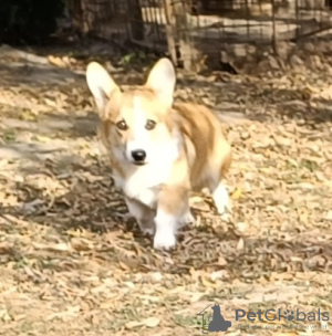 Photos supplémentaires: Chiot Welsh Corgi mâle