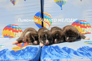 Photo №2 de l'annonce № 2925 de la vente akita (chien) - acheter à Biélorussie de la fourrière, éleveur