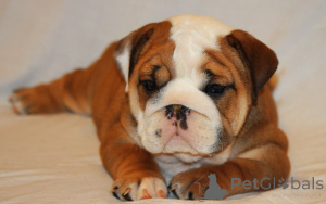 Photo №2 de l'annonce № 161581 de la vente bulldog anglais - acheter à Luxembourg annonce privée, éleveur