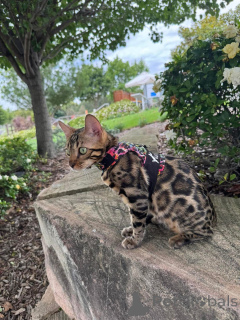 Photo №2 de l'annonce № 152635 de la vente bengal - acheter à Suisse annonce privée