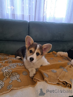 Photo №4. Je vais vendre welsh corgi en ville de Subotica. éleveur - prix - 750€