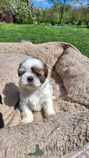 Photo №1. lhassa apso, shih tzu - à vendre en ville de Vilnius | 800€ | Annonce №170087