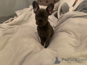 Photo №2 de l'annonce № 111115 de la vente bouledogue - acheter à USA annonce privée, éleveur