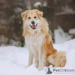 Photos supplémentaires: Le magnifique chien Norton est entre de bonnes mains.