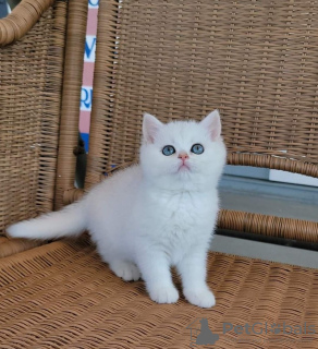 Photo №1. british shorthair - à vendre en ville de Jestetten | 850€ | Annonce № 132958