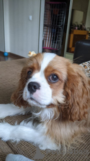 Photo №4. Je vais vendre cavalier king charles spaniel en ville de Стамбул. annonce privée - prix - 1000€