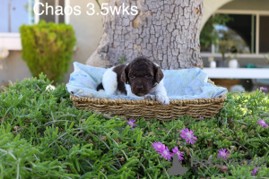 Photo №2 de l'annonce № 158387 de la vente caniche royale - acheter à Danemark annonce privée