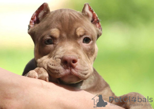 Photo №1. american bully - à vendre en ville de Varsovie | 1123€ | Annonce №116994