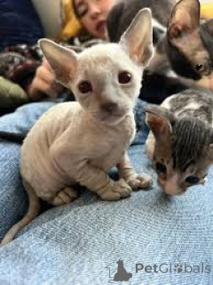 Photo №3. Cornish Rex-Kätzchen à vendre. La finlande