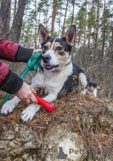 Photo №4. Je vais vendre chien bâtard en ville de Москва. annonce privée - prix - Gratuit