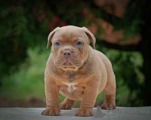 Photo №4. Je vais vendre american bully en ville de Москва. de la fourrière - prix - 986€