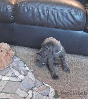 Photo №2 de l'annonce № 28997 de la vente dogue allemand - acheter à Slovaquie annonce privée