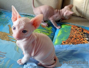 Photo №1. sphynx - à vendre en ville de Дортмунд | 350€ | Annonce № 112431