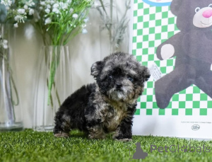 Photo №4. Je vais vendre bichon maltais en ville de Michigan City. éleveur - prix - négocié