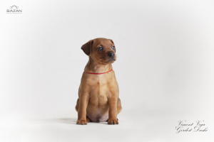 Photo №2 de l'annonce № 6102 de la vente pinscher miniature - acheter à Biélorussie de la fourrière