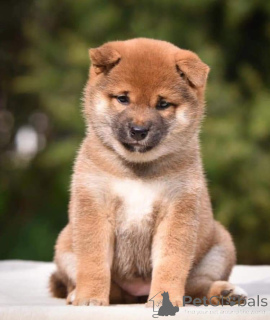 Photo №4. Je vais vendre shiba en ville de Berlin. annonce privée, éleveur - prix - 800€