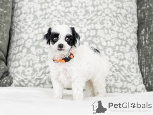 Photo №1. labradoodle - à vendre en ville de Corsaire | négocié | Annonce №155610