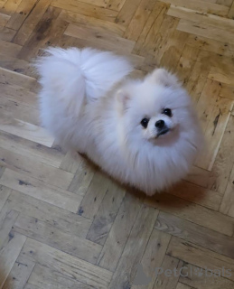 Photo №2 de l'annonce № 141366 de la vente spitz nain - acheter à Serbie éleveur