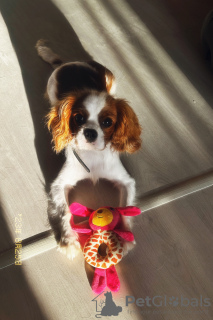 Photo №4. Je vais vendre cavalier king charles spaniel en ville de Voronezh. annonce privée - prix - 185€