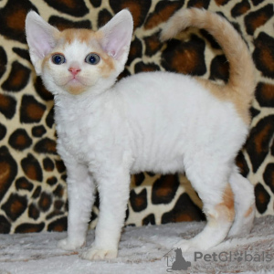 Photo №1. devon rex - à vendre en ville de Bruxelles | 250€ | Annonce № 120722